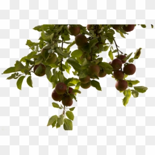 Tree Branch Png Photos - Apple Tree Hd Png, Transparent Png