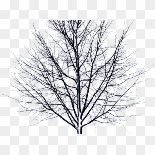 Dead Tree Isolated Object Png - Dead Tree Without Background, Transparent Png
