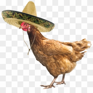 Just A Chicken Wearing A Sombrero - Chicken With Sombrero, HD Png Download