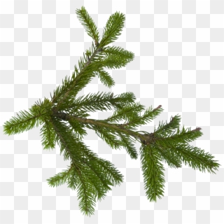 Fir Tree, Tree Leaves, Tree Branches, Firs - Pine Tree Branch Png, Transparent Png