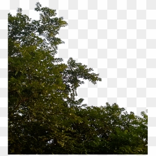 Transparent Tree Leaves Png, Png Download