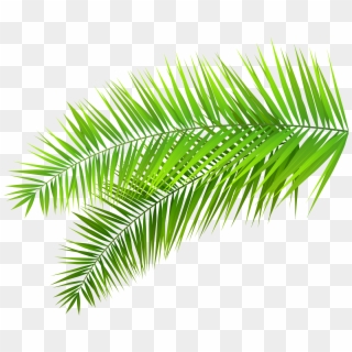 Leaves Clipart - Transparent Palm Leaves Png, Png Download