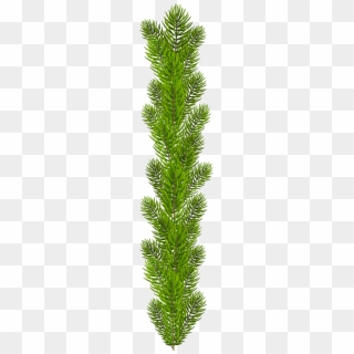 Evergreen, HD Png Download