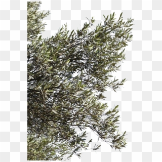 Olive Tree Branches Png, Transparent Png
