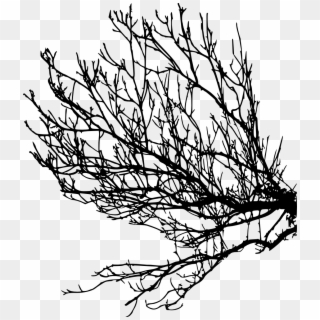 10 Tree Branches Silhouette Vol - Three Branches Png Silhouette, Transparent Png