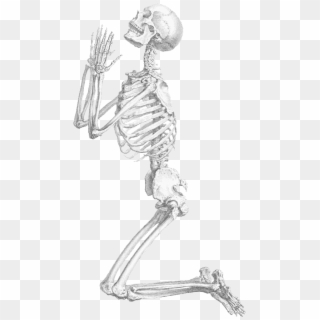 Halloween Skeleton Transparent Background - Skeleton With No Background, HD Png Download