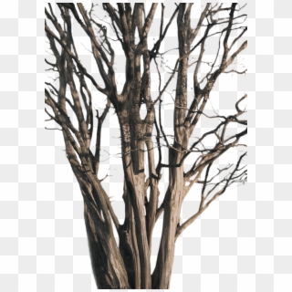P - Png Tree Branch, Transparent Png