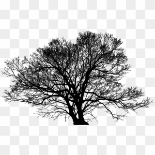 Winter Tree Png - Leafless Tree Silhouette Png, Transparent Png