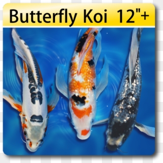 Butterfly Fin Koi For Sale, HD Png Download