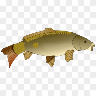 Goldfish Koi Carp Fishing Actinopterygii - Cartoon Pictures Of Carp, HD Png Download