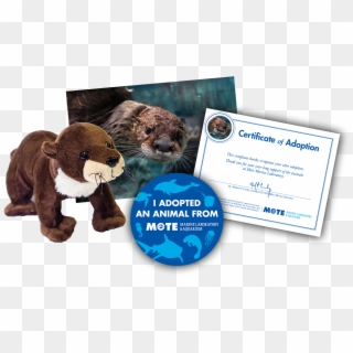 Items Included In Buddy Package - Certificate Of Adoption Sea Otter, HD Png Download