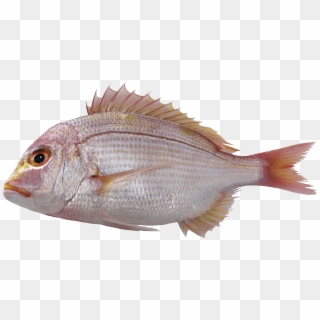 3996 X 2008 6 - Gambar Ikan Png, Transparent Png