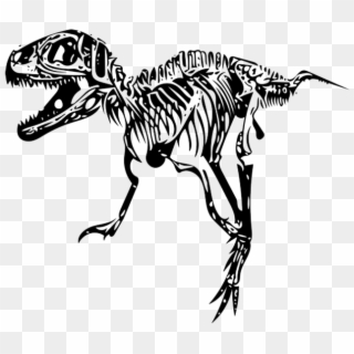 Tyrannosaurus, T-rex, Fossil - T Rex Skeleton Png, Transparent Png
