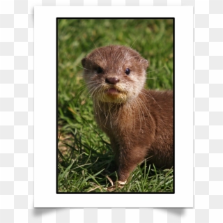 Want To Test Your Knowledge On Otter Species And Facts - Hairy Nosed Otter Baby, HD Png Download