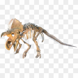 Judithian Aged Ceratopsian - Transparent Dinosaur Fossil Png, Png Download