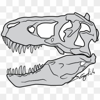 Drawn Tyrannosaurus Rex Line Art - T Rex Fossil Drawing, HD Png Download