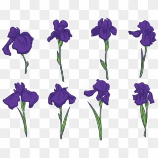 Iris Flower Vectors Download - Iris Flower Vector Png, Transparent Png