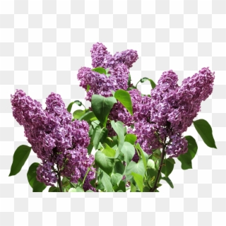 French Lilac Garden Shrubs, HD Png Download