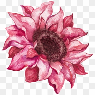 Hand Painted Realistic Pink Flower Vector - African Daisy, HD Png Download