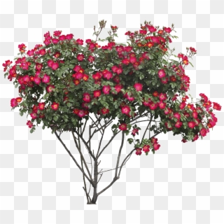 Tree With Flowers Png, Transparent Png