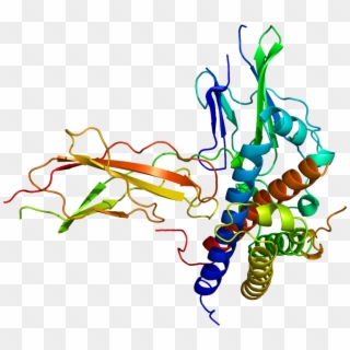 Growth Hormone - Human Growth Hormone Receptor Structure, HD Png Download