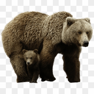 Free Png Download Bear Png Images Background Png Images - Brown Bear Png, Transparent Png