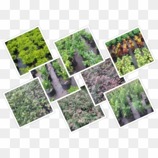 Common Shrubs At Longwood Gardens Nursery And Landscaping, - Botanical Garden, HD Png Download