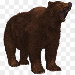 Bear Png - Png Peninsular Grizzly Bear Transparent, Png Download