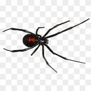 Black Widow Spider Png - Black Widow Mom, Transparent Png