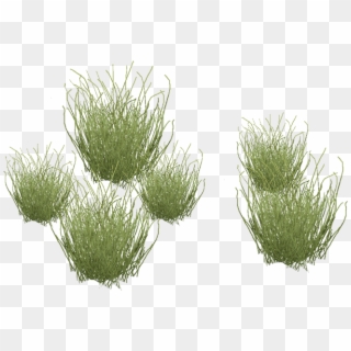 Desert Grass Png - Desert Grass Plants Png, Transparent Png