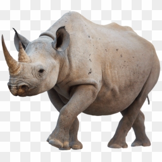 Free Png Download Rhino Walking Png Images Background - Rhino Png, Transparent Png