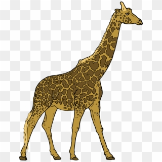 Free Giraffe Png Transparent Picture - Transparent Background Giraffe Clipart, Png Download