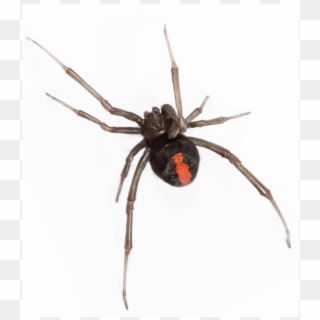 Got A Black Widow Problem - Redback Spider, HD Png Download