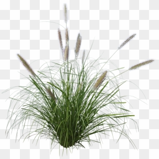 Grass Png, Transparent Png