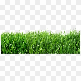 Transparent Background Grass Png , Png Download, Png Download