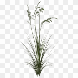 Free Png Download Sweet Grass Png Images Background, Transparent Png