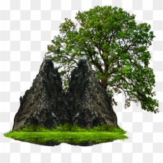 Tree Rock Png, Transparent Png