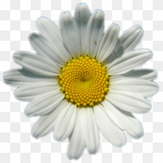 Daisies Png Image Background - Transparent Background Daisy Png, Png Download