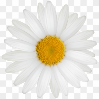 Daisy - Daisy Png, Transparent Png