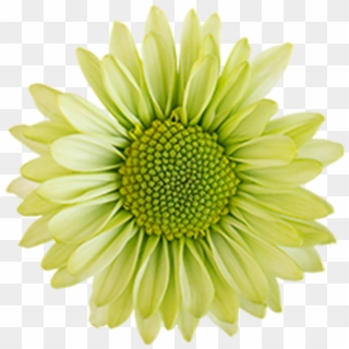 Click To Enlarge Image Green Daisy Ural Green Daisy - Barberton Daisy, HD Png Download