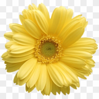 Yellow Daisies Png - Daisy Png Transparent, Png Download