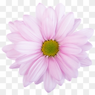 Click To Enlarge Image Pink Daisy Atlantis Pink Daisy - African Daisy, HD Png Download