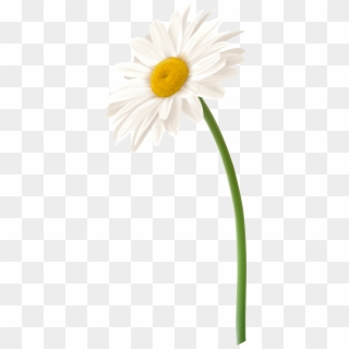 Gerbera Daisy Clipart At Getdrawings - White Gerber Daisy Png, Transparent Png