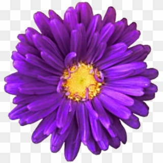 Daisy Purple Download Transparent Png Image - Purple Flower On Transparent Background, Png Download