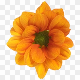 Daisy Orange Managua Daisy Orange Managua - Black-eyed Susan, HD Png Download