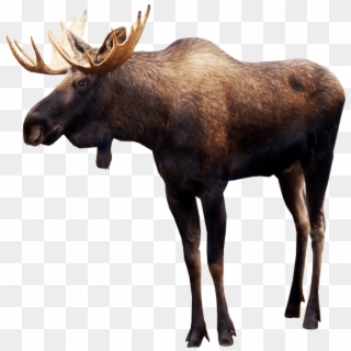 Moose Head Png Mounted Moose Head Png Transparent Png 1029x917 2679544 Pngfind - moose mount roblox