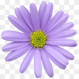 Daisy Purple Png Image - Pastel Purple Flower Png, Transparent Png