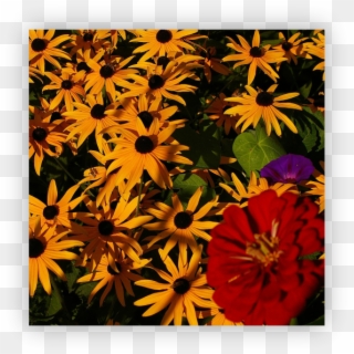Gloriosa Daisies - African Daisy, HD Png Download