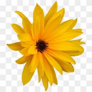 Marguerite, Png, Flower, Clipping, Graphics - Marguerite Png, Transparent Png