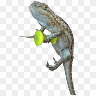 Animalghecko With A Push Pin - Mess With Gecko Get The Pecko, HD Png Download